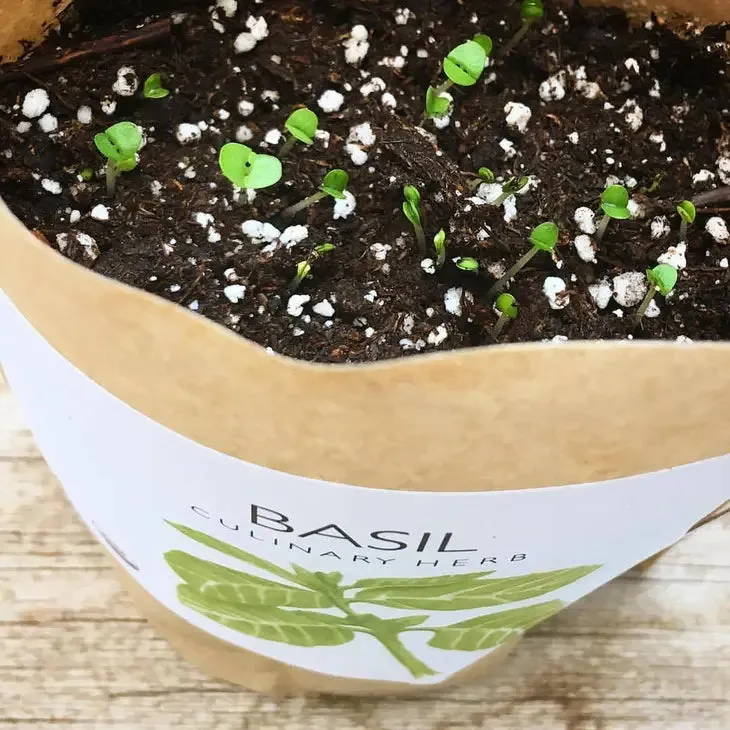 Garden in a Bag | Basil | Mother's Day Gift